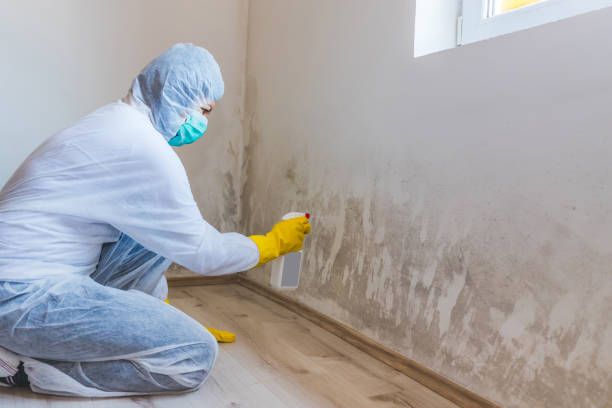 Licensed Black Mold Remediation service in Ashville, PA - Mold Remediation HQ