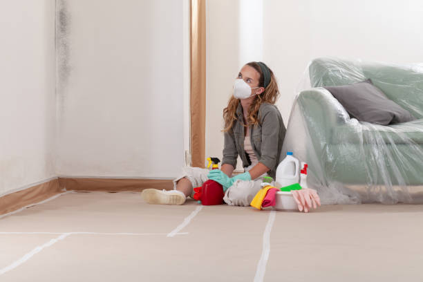 Reliable Black Mold Remediation contractor in Ashville, PA by Mold Remediation HQ