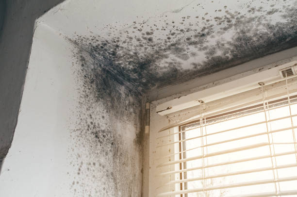 Affordable Black Mold Remediation solutions in Ashville, PA