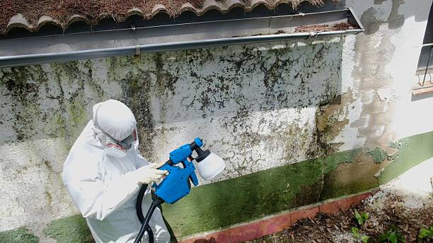 Top rated local Black Mold Remediation specialists in Ashville, PA
